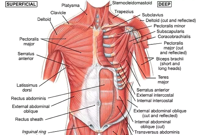 Human Muscle